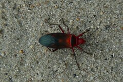 Dysdercus suturellus