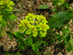 Euphorbia verrucosa