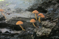 Pholiota
