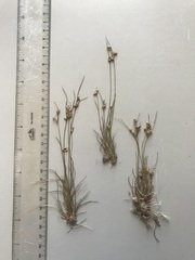 Juncus tenuis