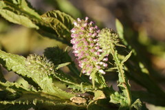 Pterocaulon serrulatum