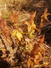Gentiana dschungarica