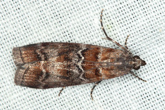 Dioryctria pentictonella