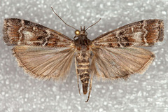 Dioryctria pentictonella