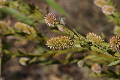 Pterocaulon serrulatum