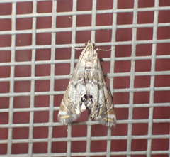 Petrophila confusalis