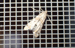 Petrophila confusalis