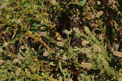 Pterocaulon serrulatum