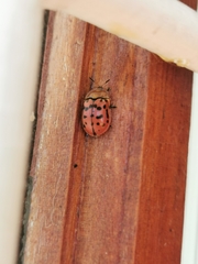 Conchyloctenia punctata