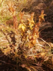 Gentiana dschungarica