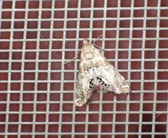 Petrophila confusalis