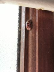 Conchyloctenia punctata