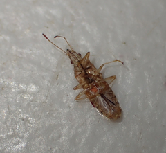 Belonochilus numenius