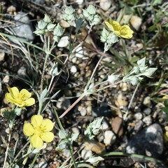 Potentilla effusa