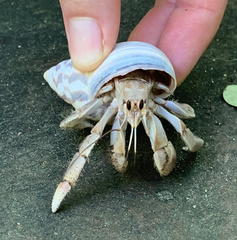 Coenobita compressus