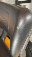 Lyssomanes viridis