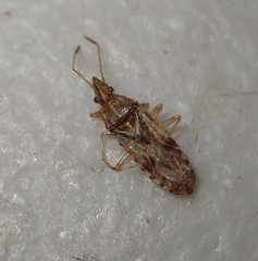 Belonochilus numenius