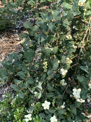Symphoricarpos