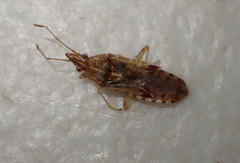 Belonochilus numenius