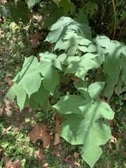 Polymnia canadensis