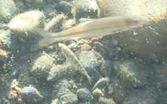 Ptychocheilus grandis