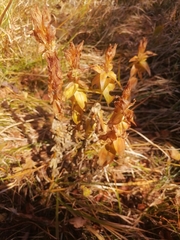 Gentiana dschungarica