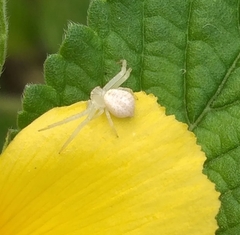 Thomisidae