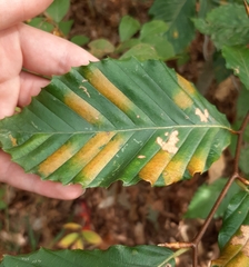 Litylenchus crenatae