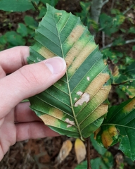 Litylenchus crenatae