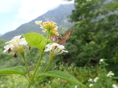 Seseria formosana