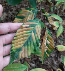 Litylenchus crenatae