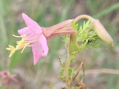Oenothera pallida