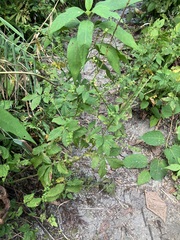 Agrimonia striata
