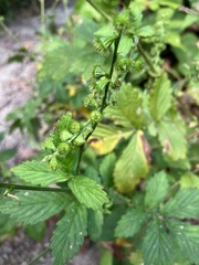 Agrimonia striata