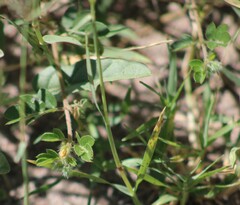 Kallstroemia grandiflora