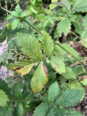 Agrimonia striata
