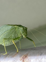 Microcentrum rhombifolium