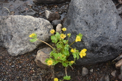 Ranunculus eschscholtzii