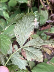 Agrimonia striata