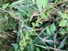 Agrimonia striata