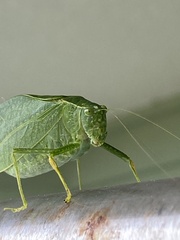 Microcentrum rhombifolium