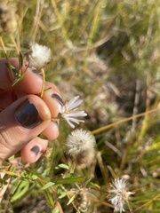 Symphyotrichum boreale