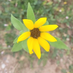 Helianthus petiolaris
