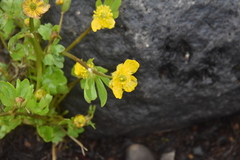 Ranunculus eschscholtzii