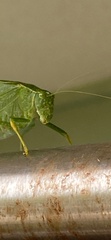Microcentrum rhombifolium