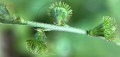 Agrimonia striata