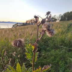 Cirsium kamtschaticum