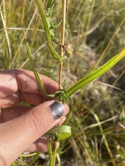 Symphyotrichum boreale