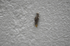Phereoeca