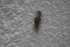 Phereoeca